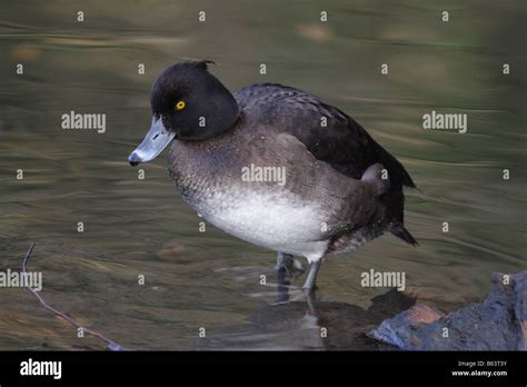 Tufted Duck Female Aythya Fuligula Stock Photo Alamy