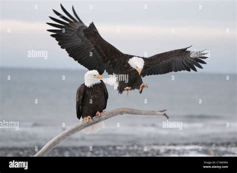 Bald Eagle Landing On Branch Hi Res Stock Photography And Images Alamy