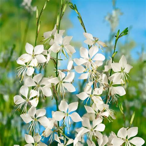 Gaura Lindheimeri Whirling Butterflies Garten Prachtkerze Whirling