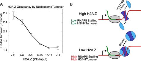 Nucleosomes Are Context Specific H A Z Modulated Barriers To Rna