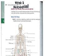 Study Guide Bones Of The Thorax Pelvis And Extremities Course Hero