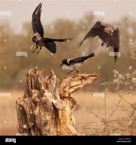 Crow landing hi-res stock photography and images - Alamy