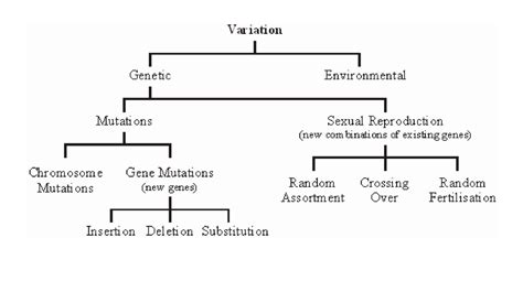 The types of variability. The causes of modification variability - презентация онлайн