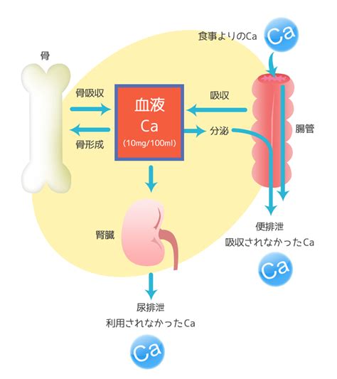 カルシウムの吸収の仕組み カルシウムイオンcom