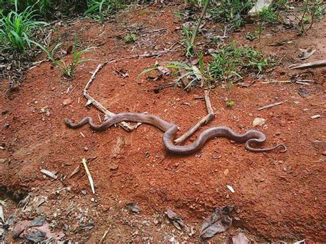 Ecuadorian Annulated Tree Boa In December 2022 By