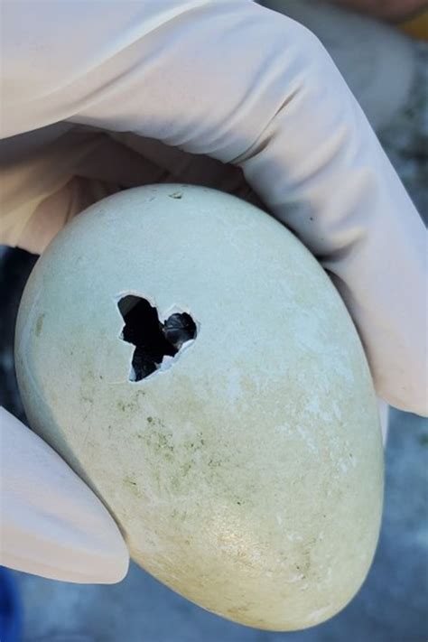 Baby African Penguin Chick Hatches Ahead of African Penguin Day