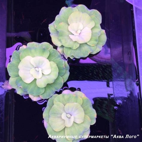 Пистия телорезовидная Pistia stratiotes - Рыба, растения и ...
