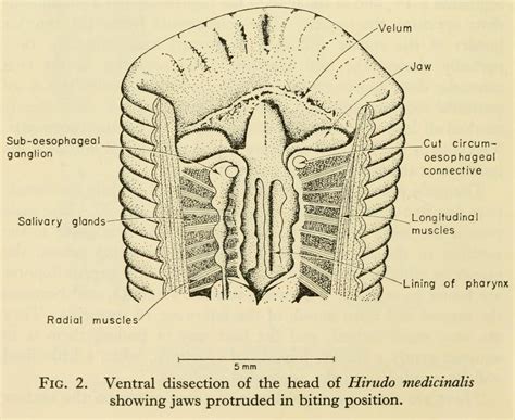 Scientific Illustration | Anatomy of the Medicinal leech (Hirudo...