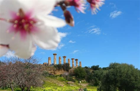 Mandorlo In Fiore Ad Agrigento Dal Al Marzo