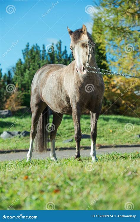 Beautiful Buckskin Welsh Pony Mare Posing In Beautiful Place Stock