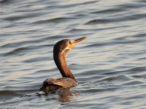 Neotropic Cormorant - Project-Nature