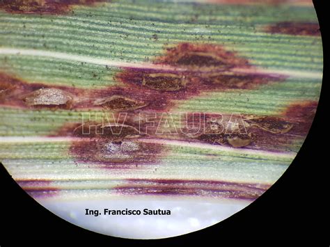 Roya Del Sorgo Puccinia Purpurea Herbario Virtual Fitopatología