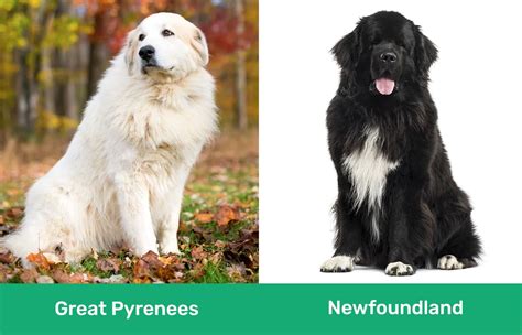 Great Pyrenees vs Newfoundland: Differences Explained (With Pictures ...