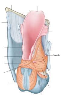 Diagramme De Vue Post Rieure Des Muscles Du Larynx Quizlet