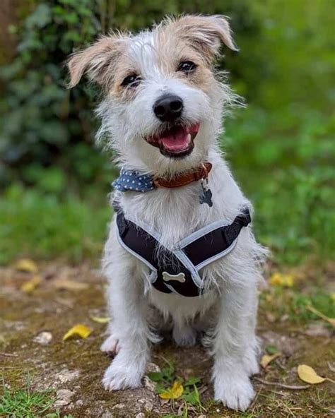 Jacktese Jack Russell Terrier And Maltese Mix Info Pictures Facts