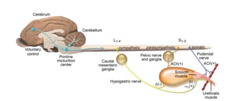 Lecture 18 Micturition Flashcards Quizlet