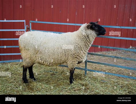 Sheep In A Corral Stock Photo Alamy