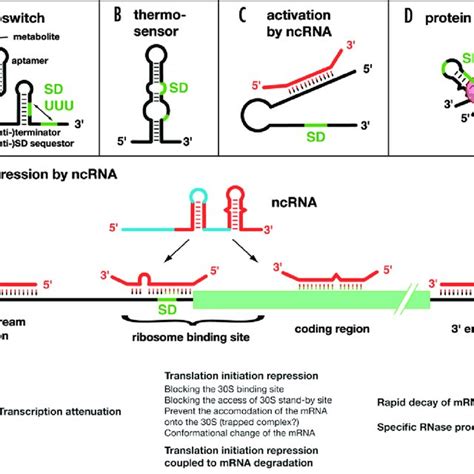 Different Mrna Structures Enable Different Ways Of Regulation A