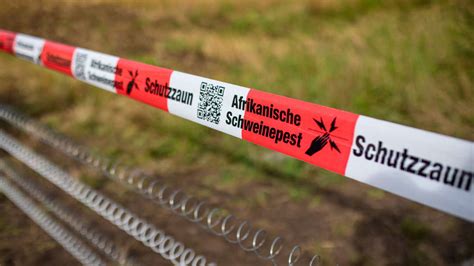 M Nchen Afrikanische Schweinepest Auf Dem Vormarsch