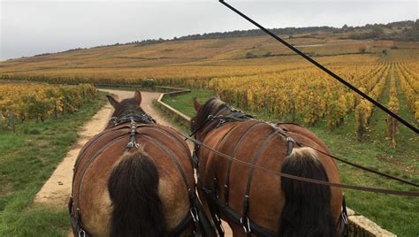 Les Balades Dans Les Vignes Se Font En Cal Che France Bleu