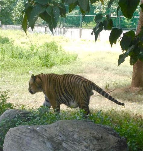 Ridiyagama Safari Park First Man Made Safari Park In Sri Lanka