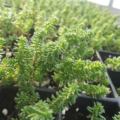 Sedum Sexangulare Watch Chain Stonecrop From Rush Creek Growers