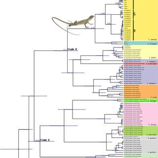 Phylogenetic Tree And Bayesian Inference Of Divergence Time Estimates