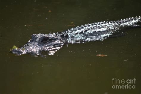 Swamp Alligator In Water