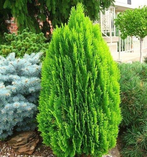 Pin By Flor Guttfleisch On Veg III Gimnospermas Arborvitae