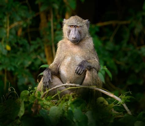 Primates Sacrifice Sleep To Meet Lifes Daily Demands