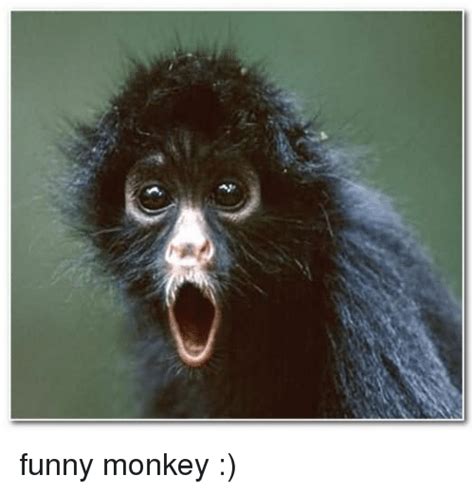 Funny Monkey With Makeup - Mugeek Vidalondon