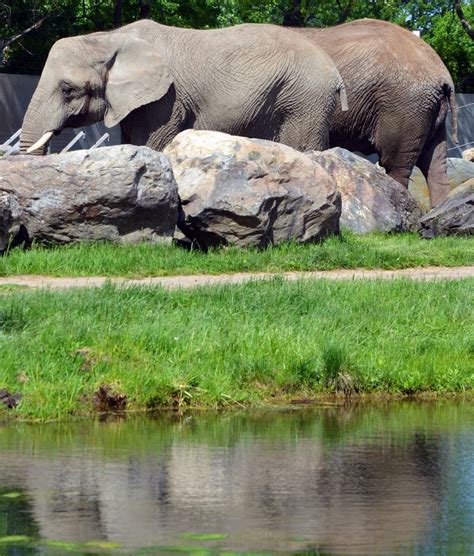 Elephants stock photo. Image of animal, asian, group - 93593014