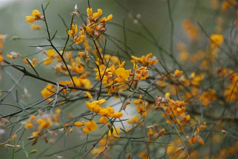 Winged Broom Pea From Carnarvon Park Qld Australia On October