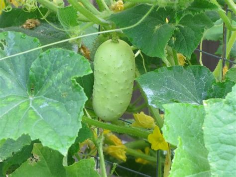 Boothby S Blonde Cucumber Organic Seeds Cucumber Plant Planting Vegetables