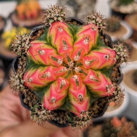 Jual Premium Gymnocalycium Mihanovichii Multicolour Miha Variegata