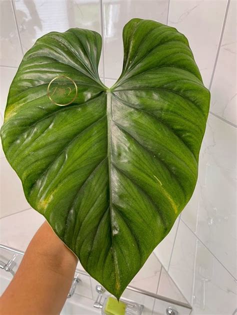 Philodendron sP Colombia silver Large sehr selten Rarität Kaufen