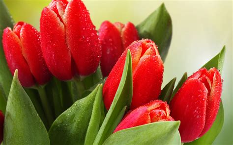 🔥 Free Download Red Tulips Wallpaper For Desktop Amp Mobile By