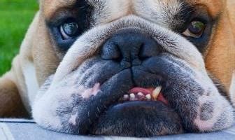 Bulldog Teeth - Easy routine to preserve them solid - Just HEALTHIER Bullies!