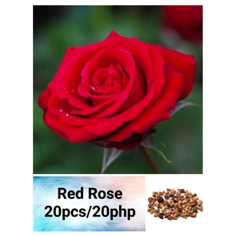 Red Rose Seeds (20pcs) | Shopee Philippines