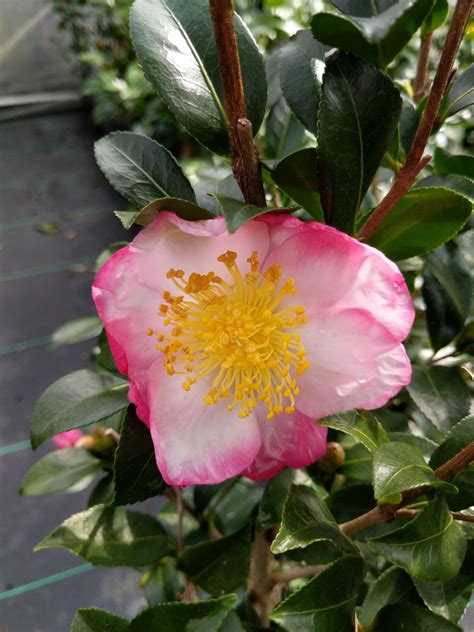 Camellia Sasanqua Hana Jiman