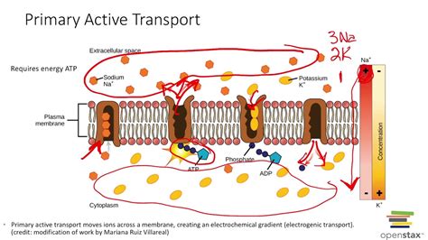 Active Transport Primary And Secondary Youtube