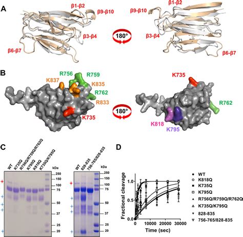 Identification Of Exosites In Adamts Spacer Domain A Superimposition