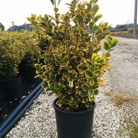 Euonymus Japonicus Aureus Rasadnik „jelena”