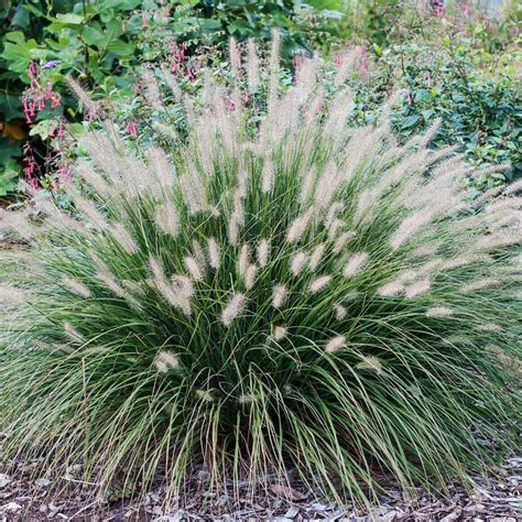 Dwarf Fountain Grass For Sale