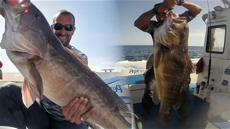 Grossa Cernia Bianca A Traina Con Il Vivo Fishing Grouper Live Bait