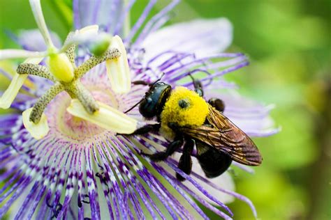 Passion Fruit Flower And Bee Photograph By Mike Shaw