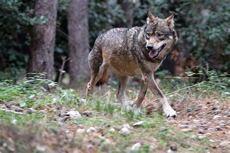 Parco Nazionale Della Maiella Lezioni Sul Lupo