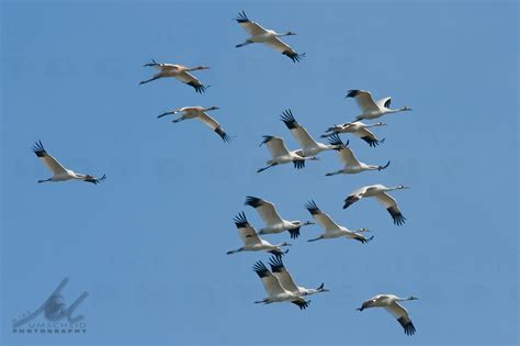 Migrating Reports Whooping Crane Conservation Association