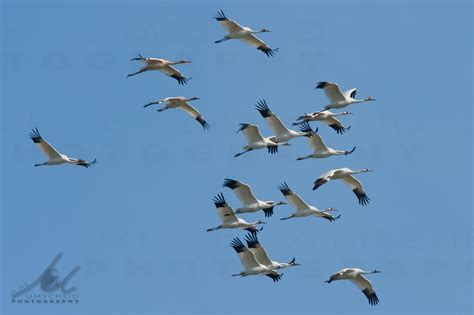 Rare Whooping Crane Photo « Whooping Crane Conservation Association