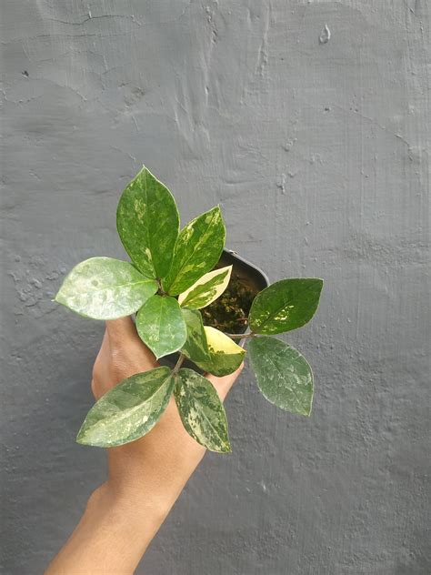 Zamioculcas Zamiifolia Variegated Small – Giant Tropical Nursery